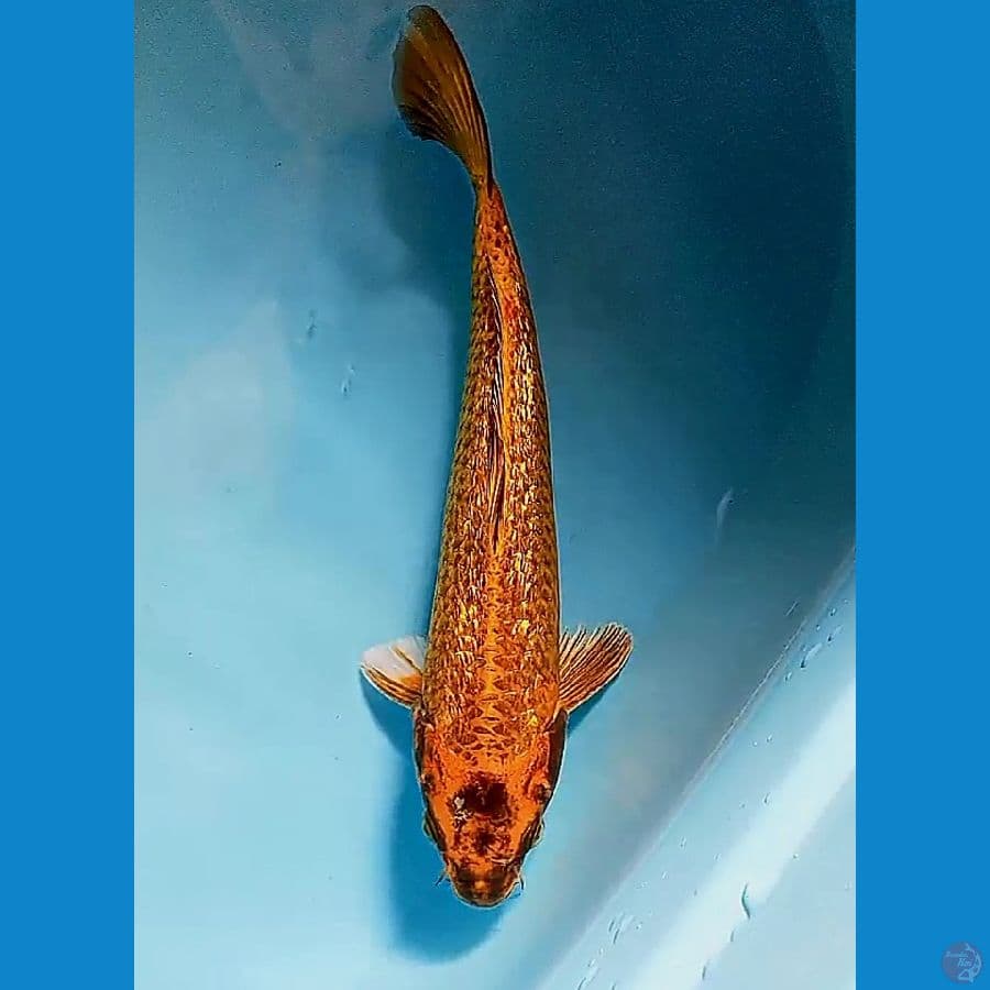 28 cm gold ginrin