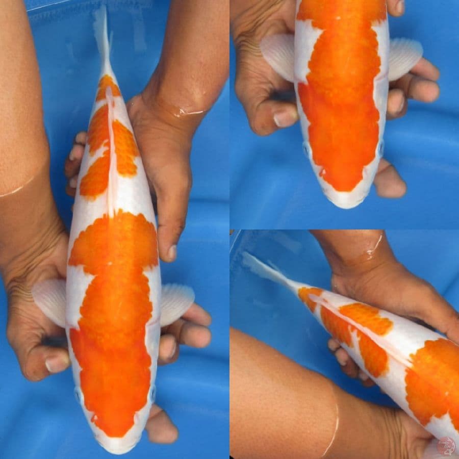 36cm , Sandan Kohaku