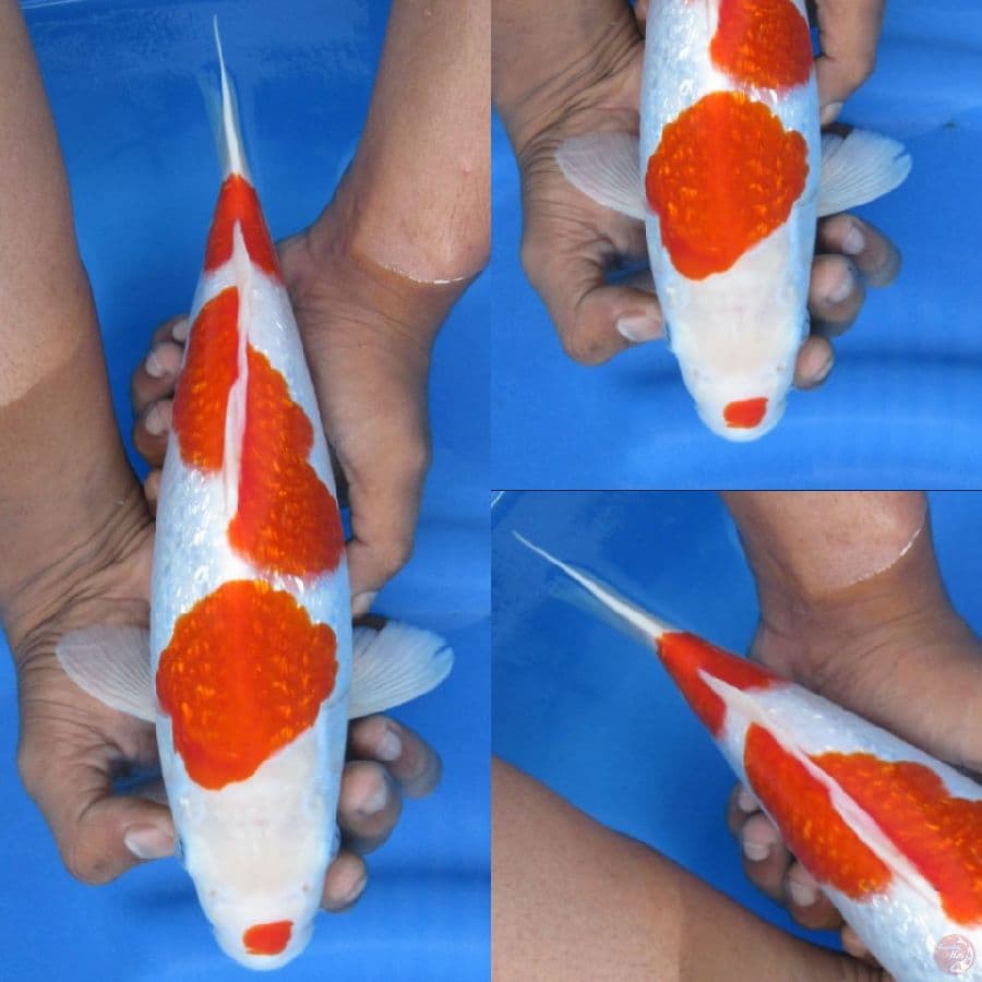 31cm , Kohaku Ginrin Full