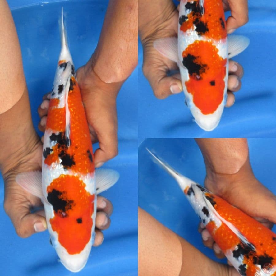 32cm , Sanke Ginrin SQ