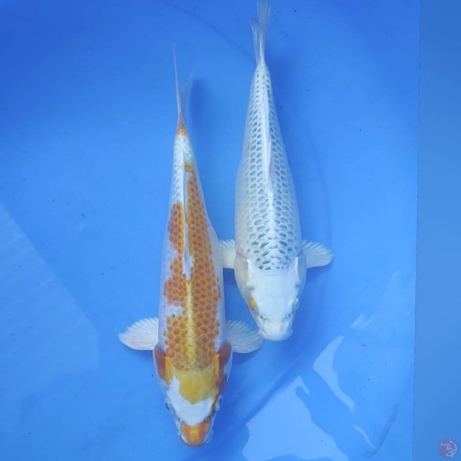 KOJAKU 27-29CM