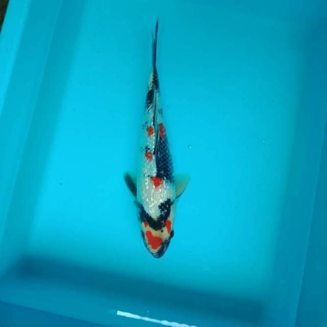 Showa ginrin 29 cm