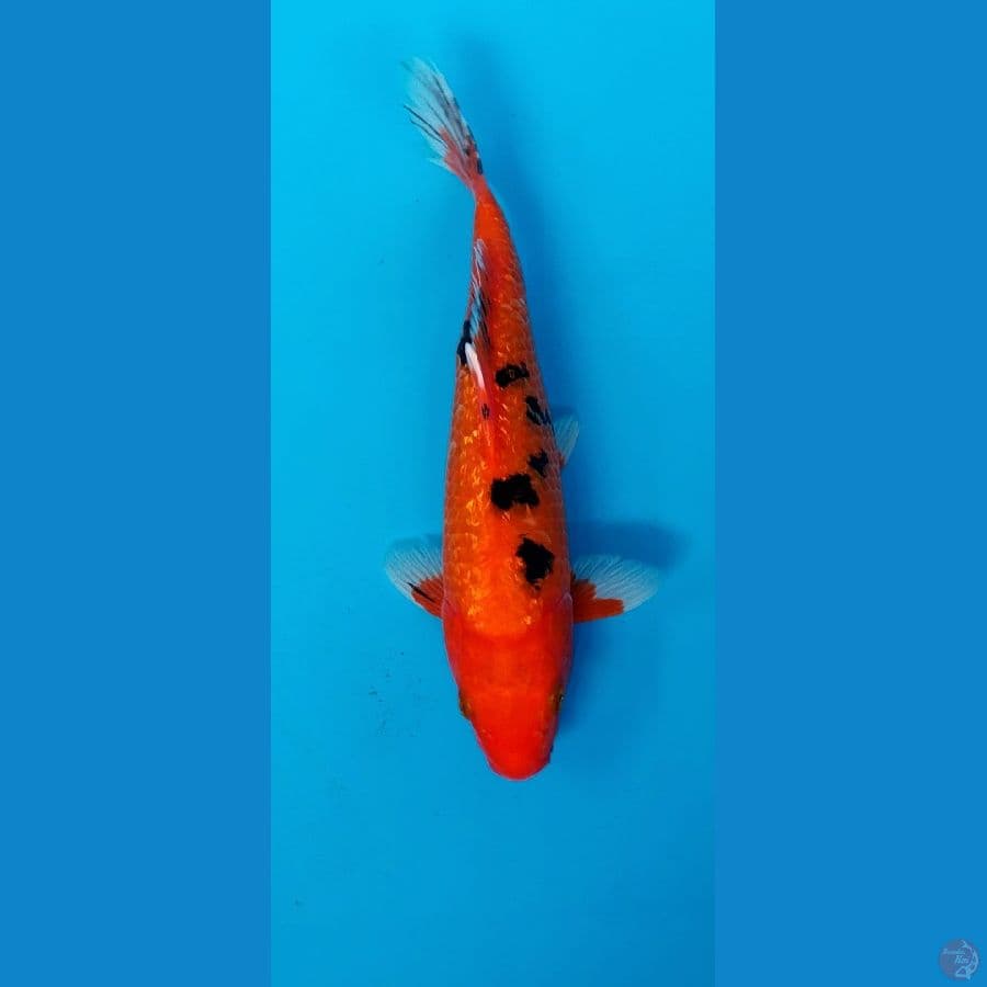 aka sanke motoaka tembus 25cm