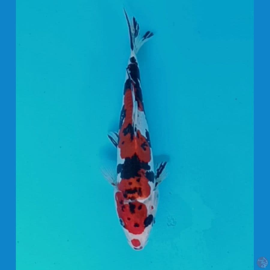 Doitsu sanke 25cm/ml