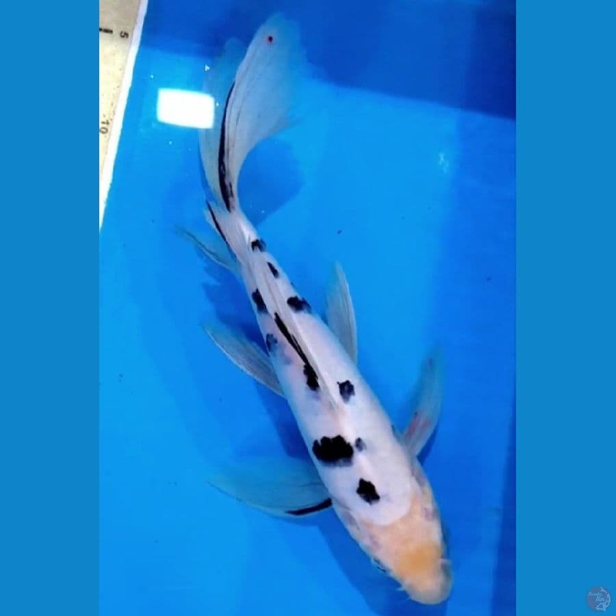 kumpay bekko 30cm male