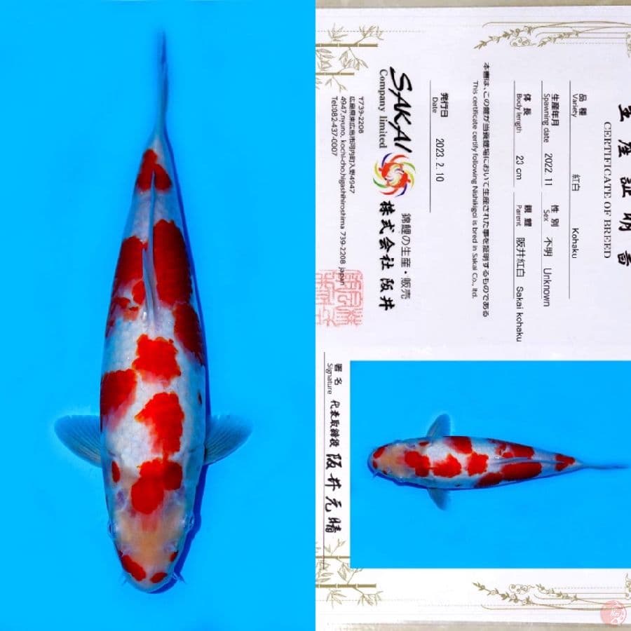SAKAI SAKURA KOHAKU HQ 40BU