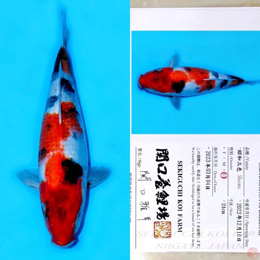 SEKIGUCHI SHOWA SANSHOKU HQ 40BU