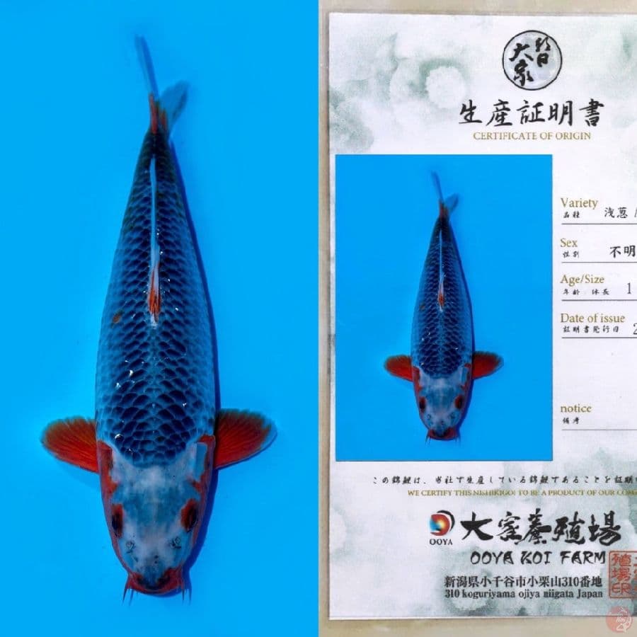 OOYA ASAGI HQ 40BU