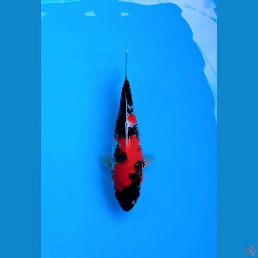 LOKAL KOI SIDOARJO * SHOWA MALE 25 CM