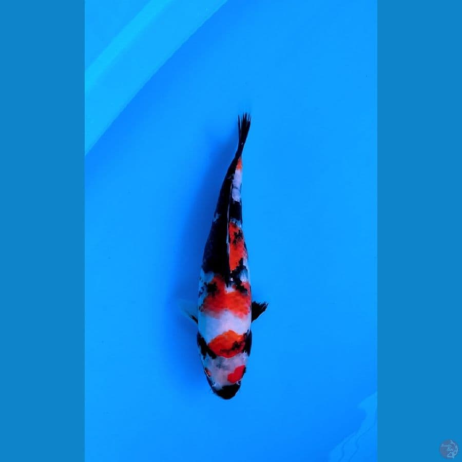 LOKAL KOI SIDOARJO * SHOWA FEMALE 30 CM