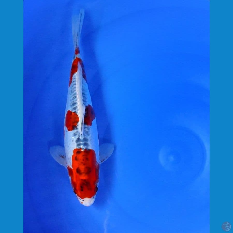 kikoryu ORYGINAL 35cm