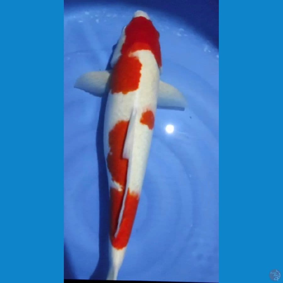 kohaku 58cm