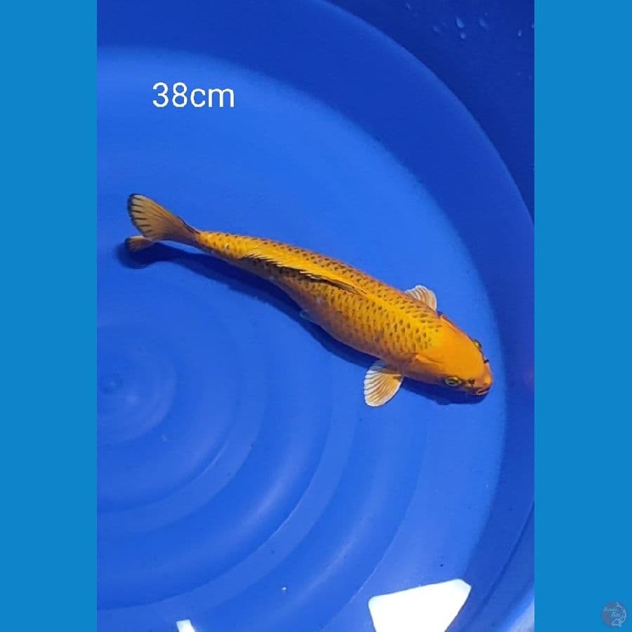 Akamatsuba 38cm