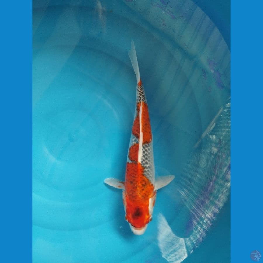 goshiki 37cm