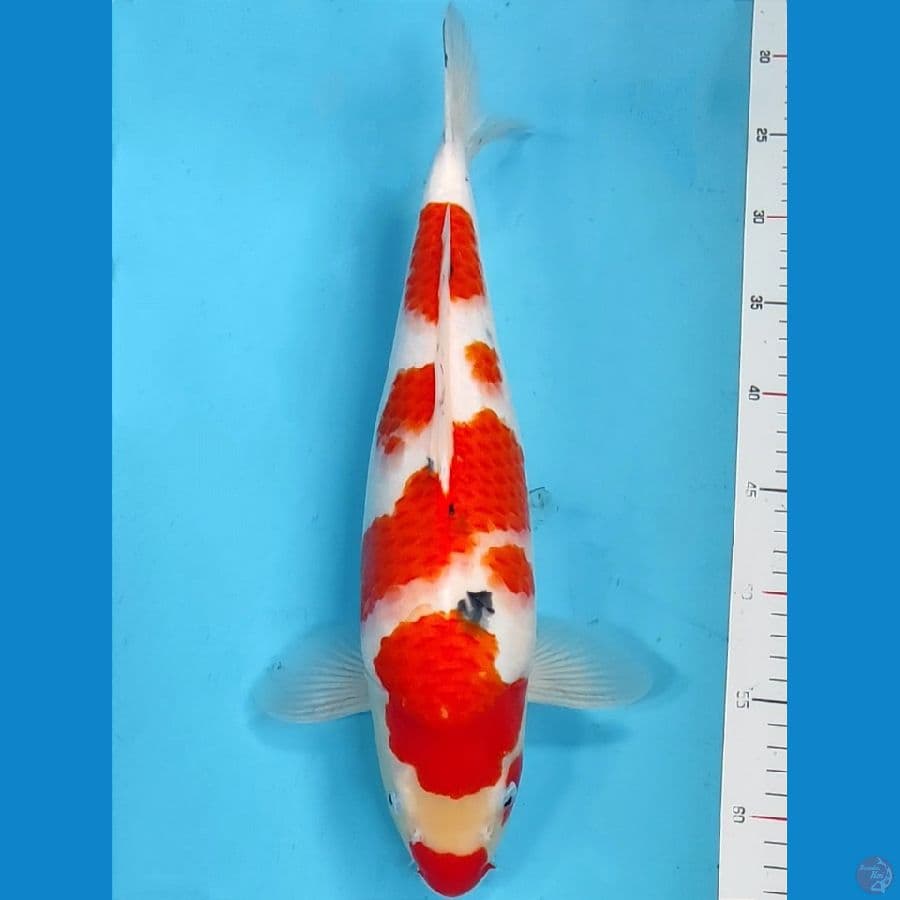 Kuchibeni Sanke Punuk 40cm