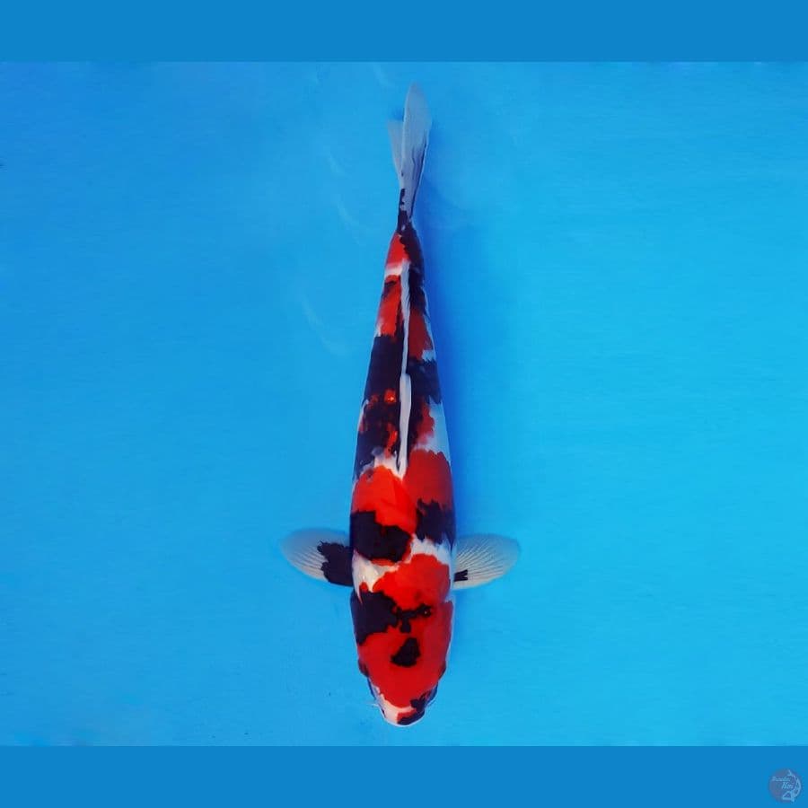SAITAMA ARENA 1 ~ Showa Evo 38 cm/male ™
