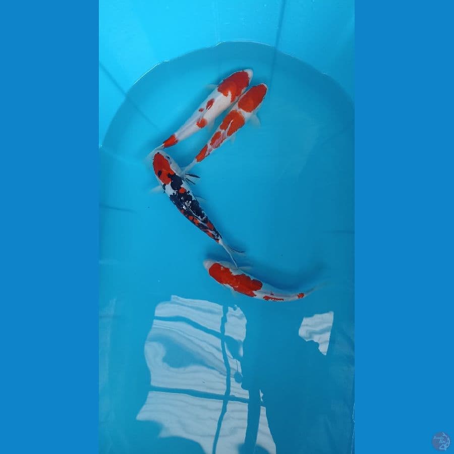 30-34cm mix