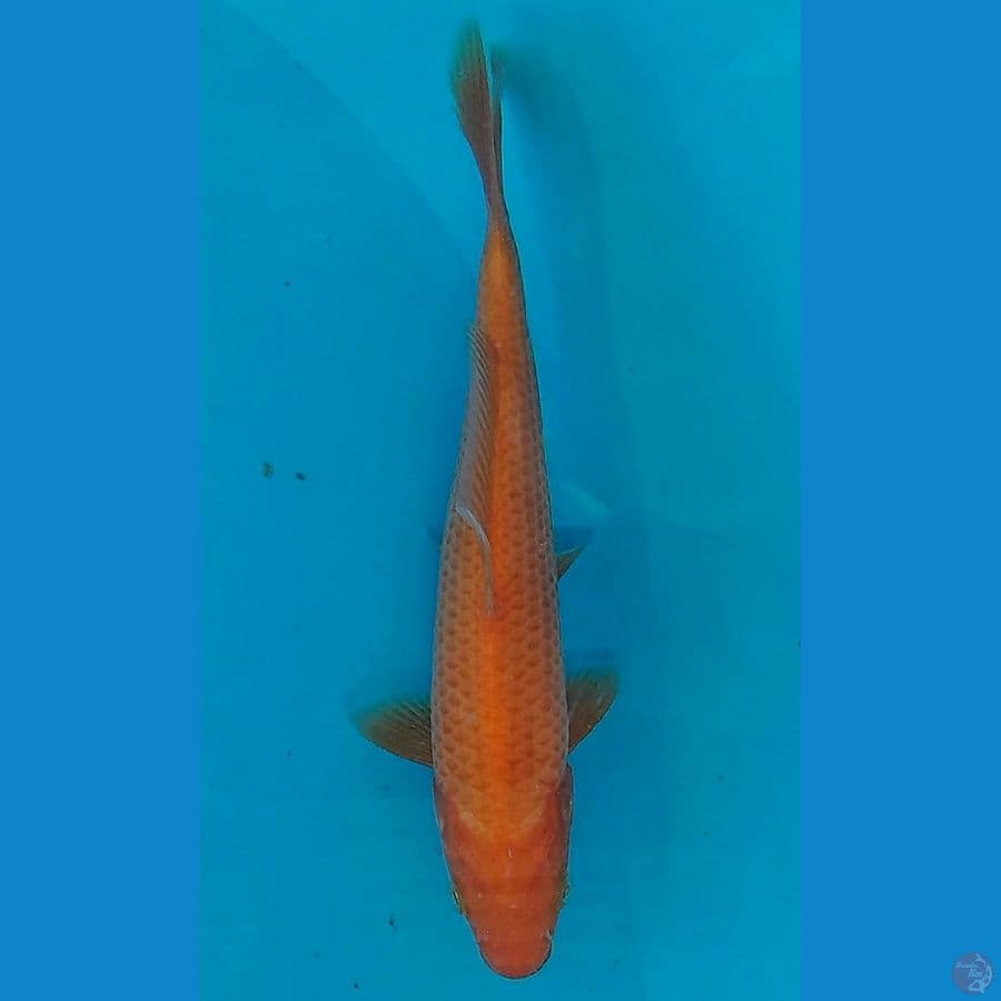 RED (19CM)