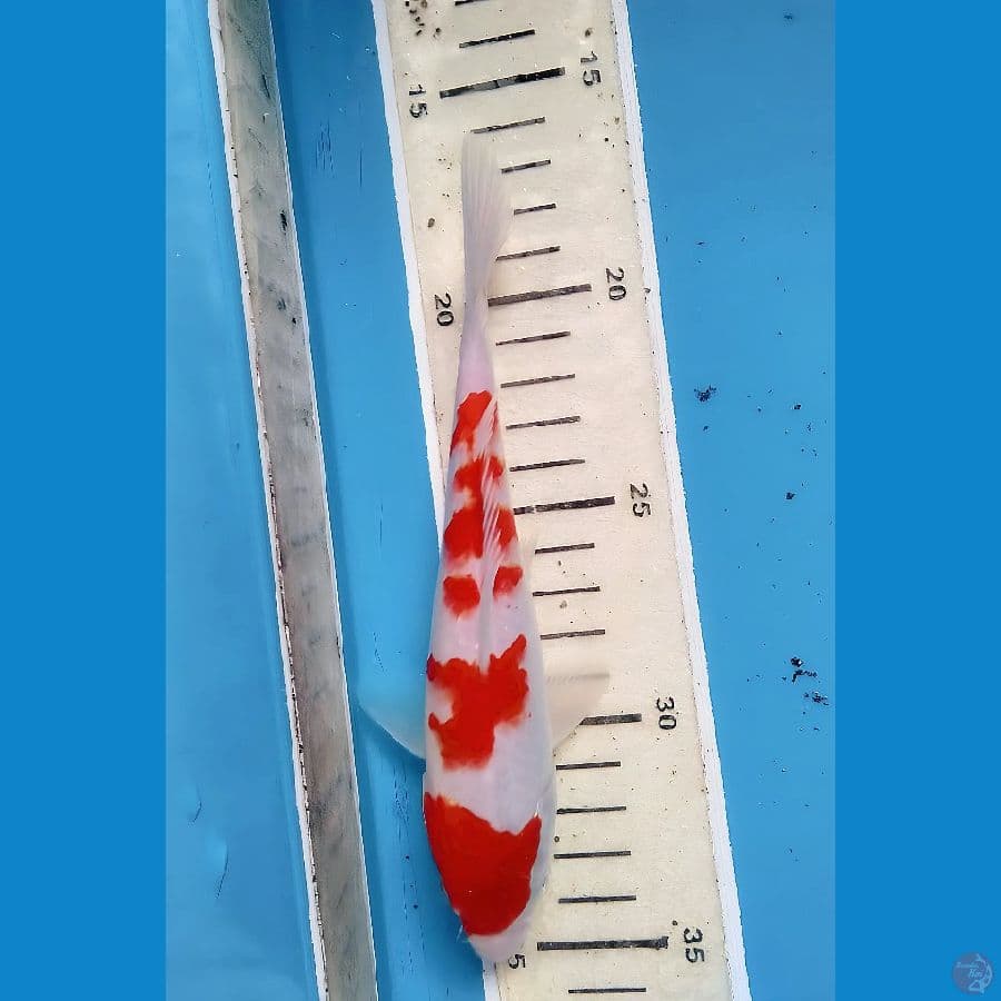 kohaku17cm peten unik