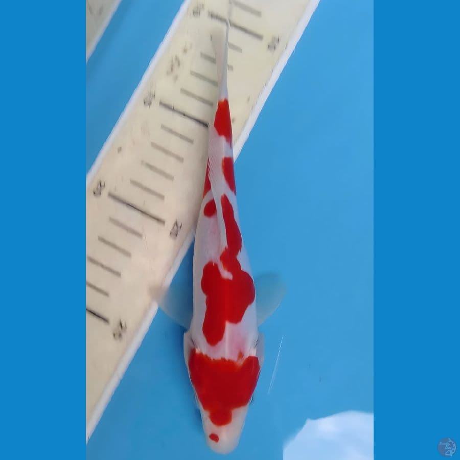 kohaku doitshu 17cm peten bagus