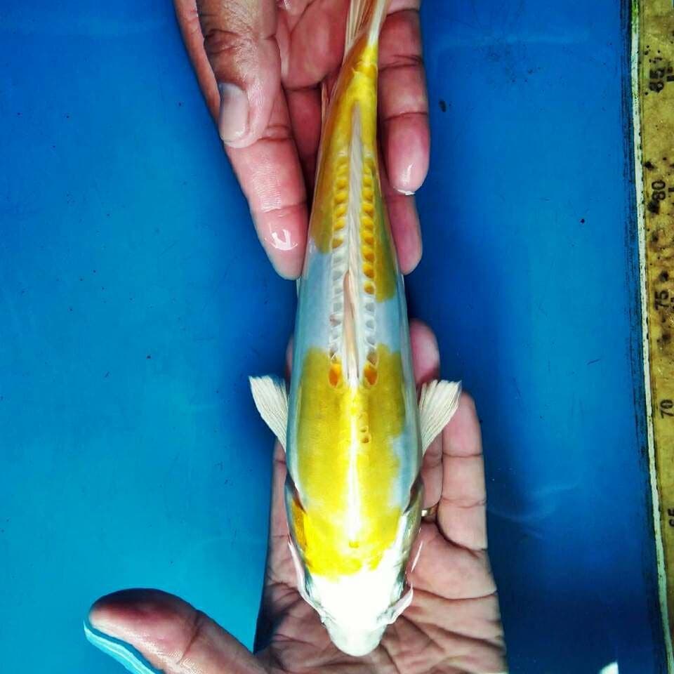 Hariwake