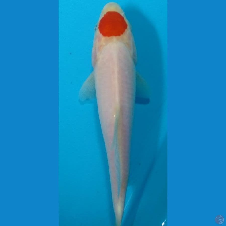 tancho 19cm sq