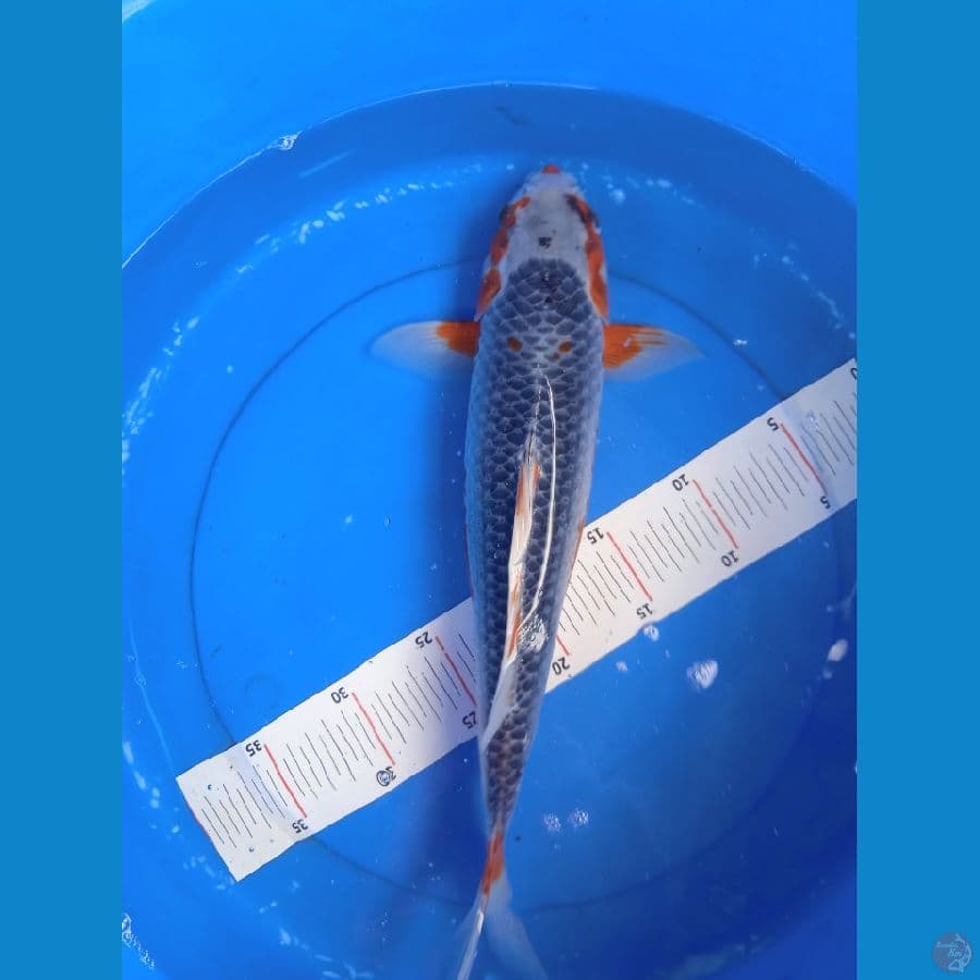 asagi 40cm