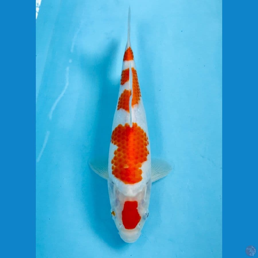 kohaku 24cm