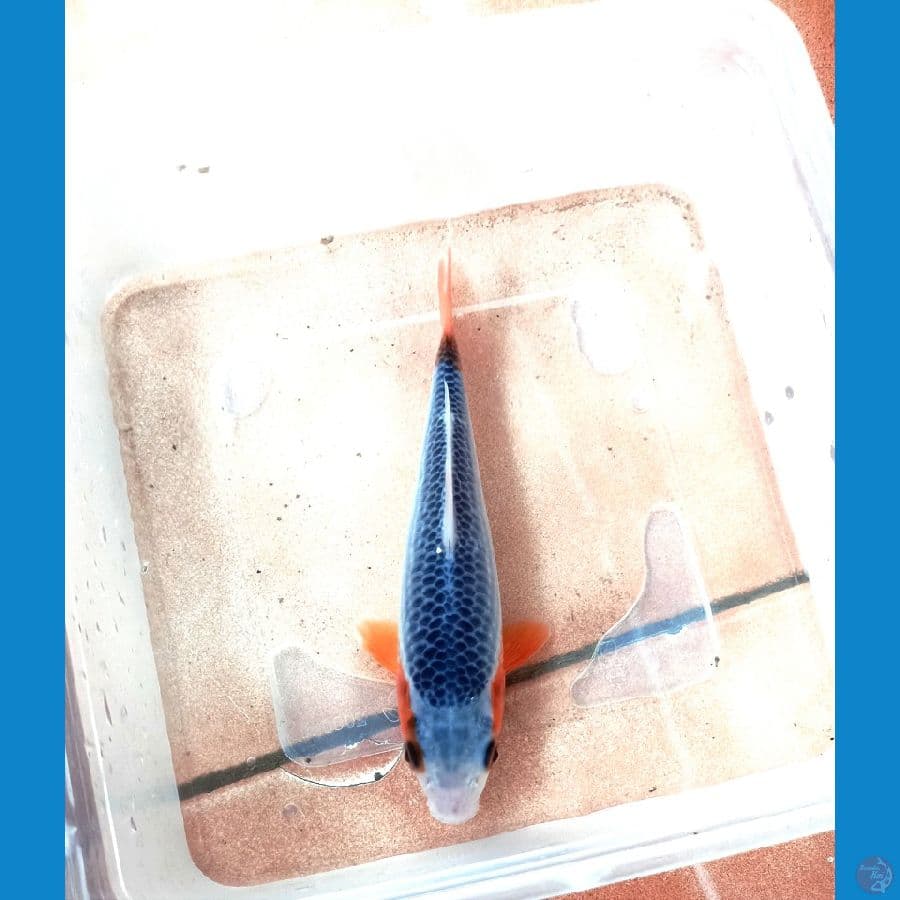 Asagi 15cm