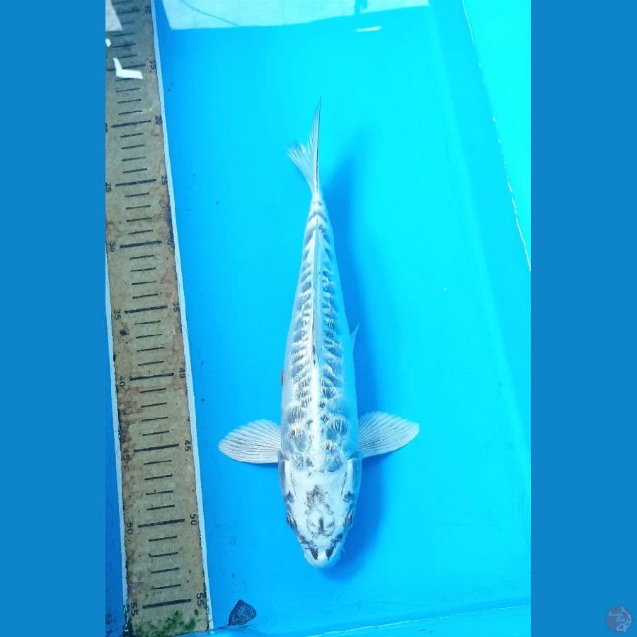 Aragoke ginrin 31cm