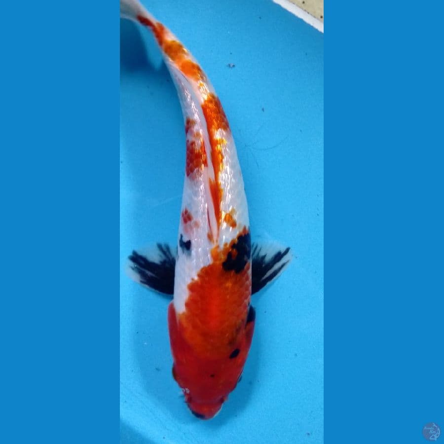 sowa ginrin 23 cm