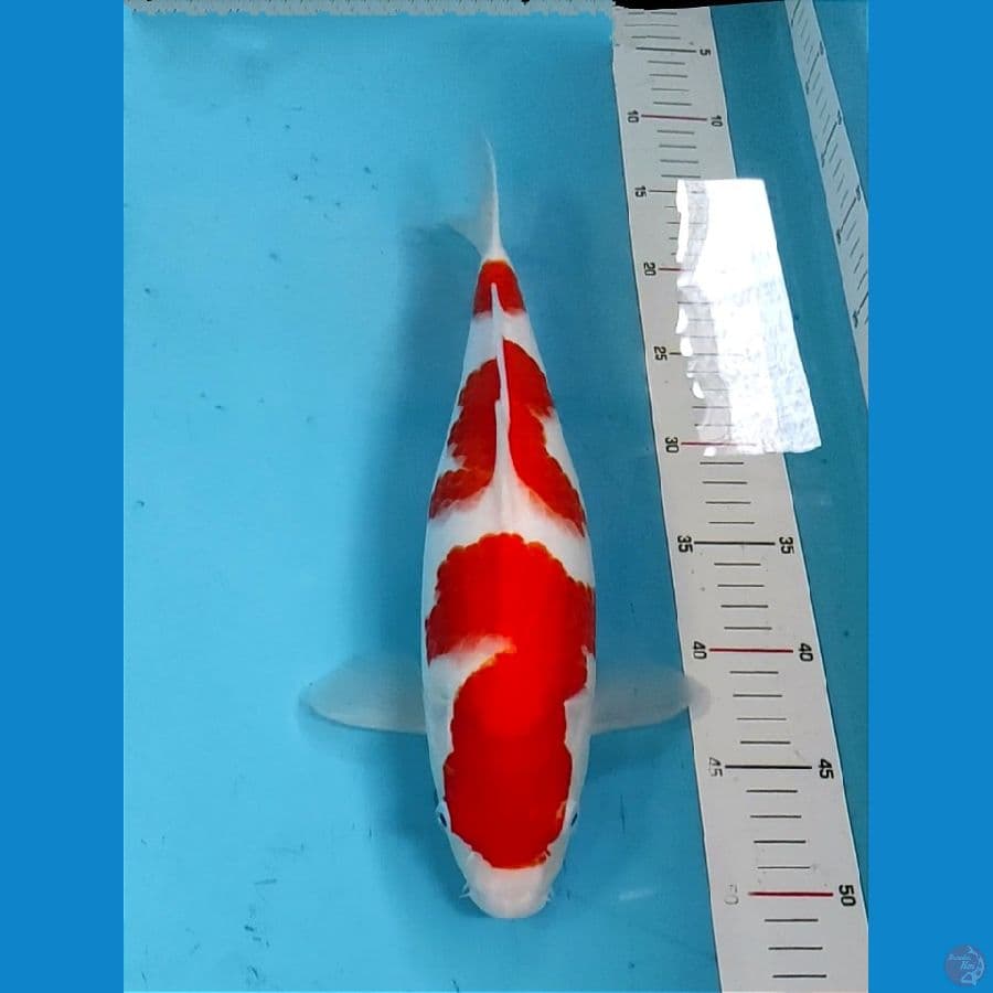 Kohaku Strong 35cm