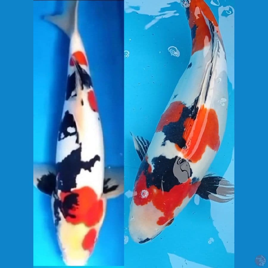 Sepasang Showa Doit murni 40 & 42 cm