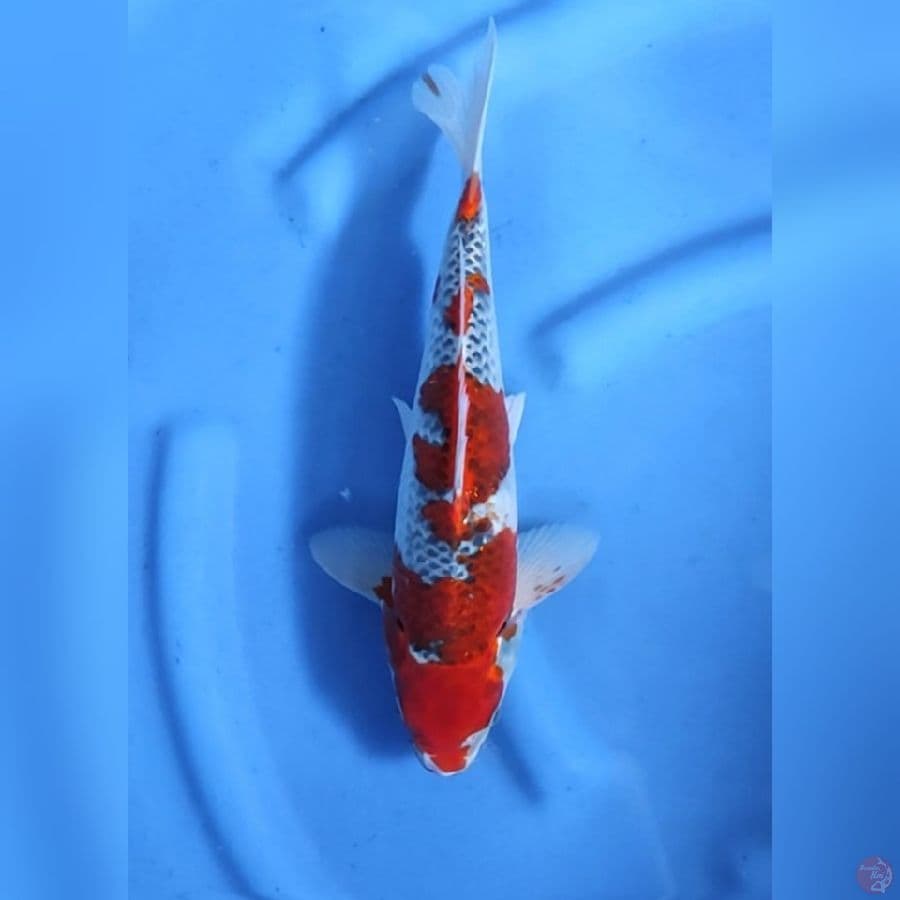 ( 34CM ) RED GHOSIKI - MALE
