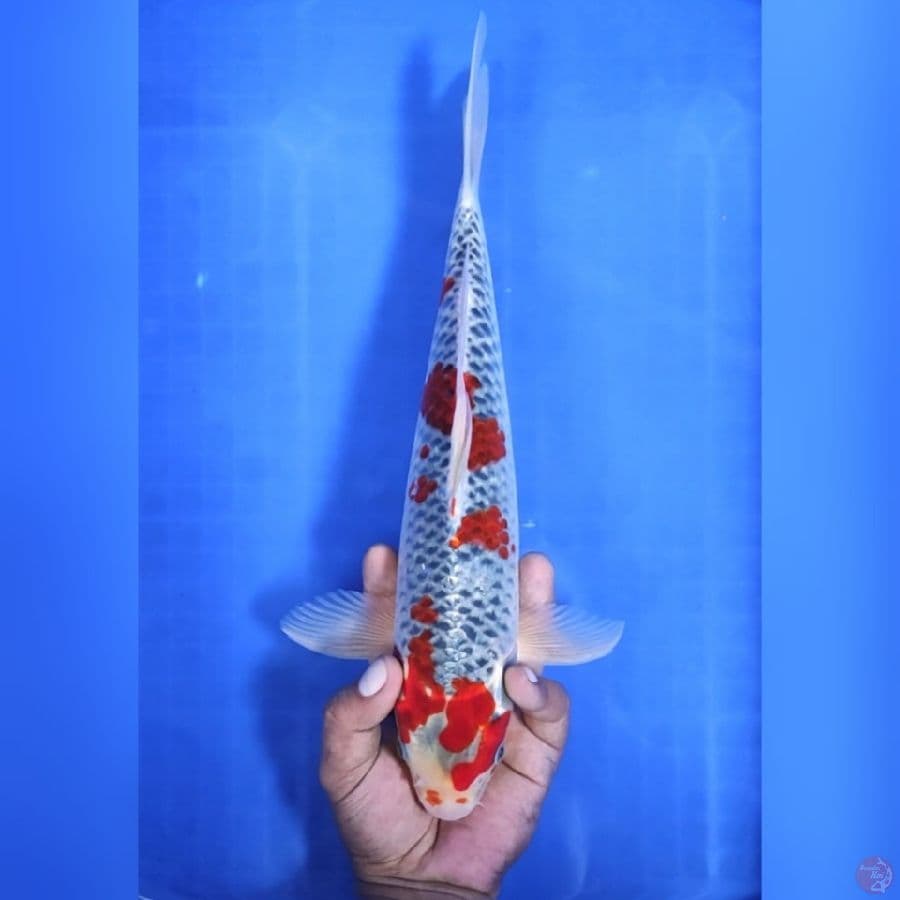 ( 35CM ) GHOSIKI SAKURA - MALE