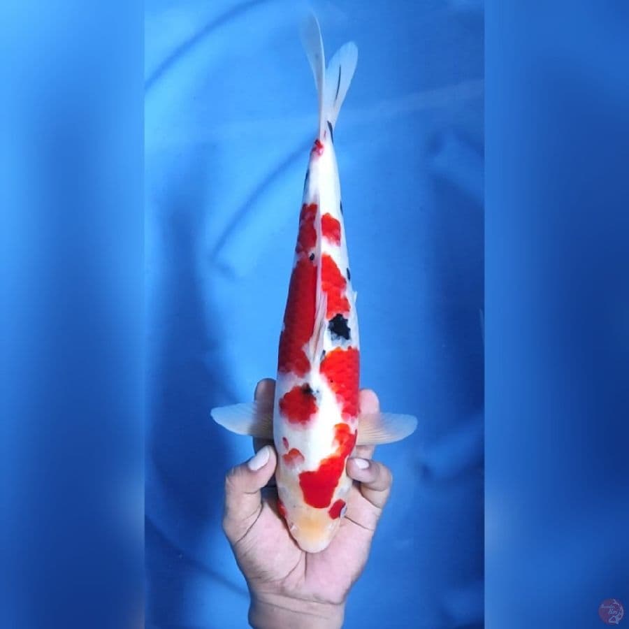 ( 34CM ) SANKE - MALE
