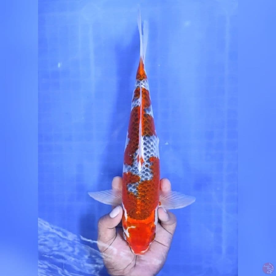 ( 34CM ) RED GHOSIKI - MALE
