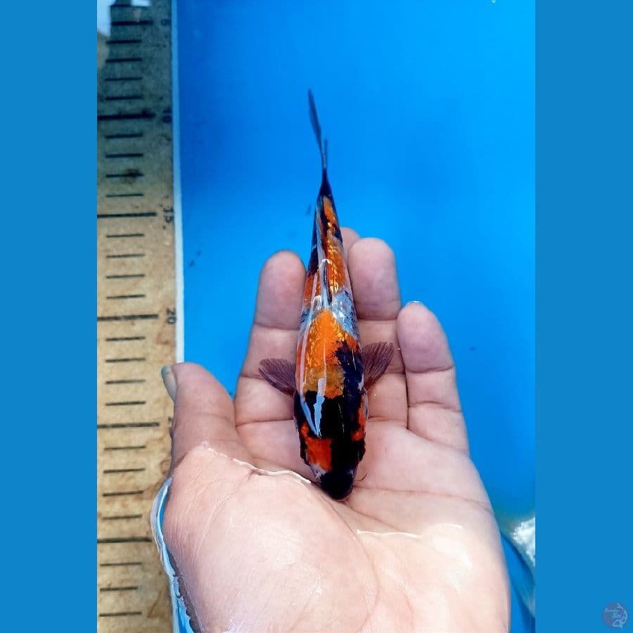 Showa ginrin 14cm