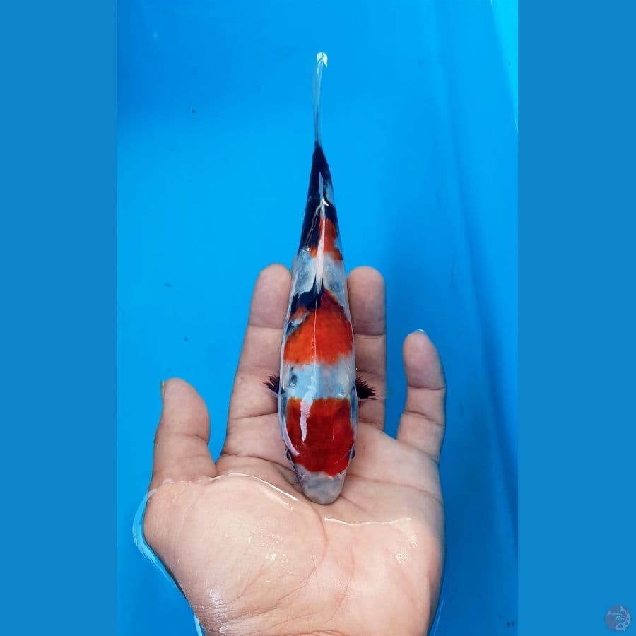 Showa 19cm