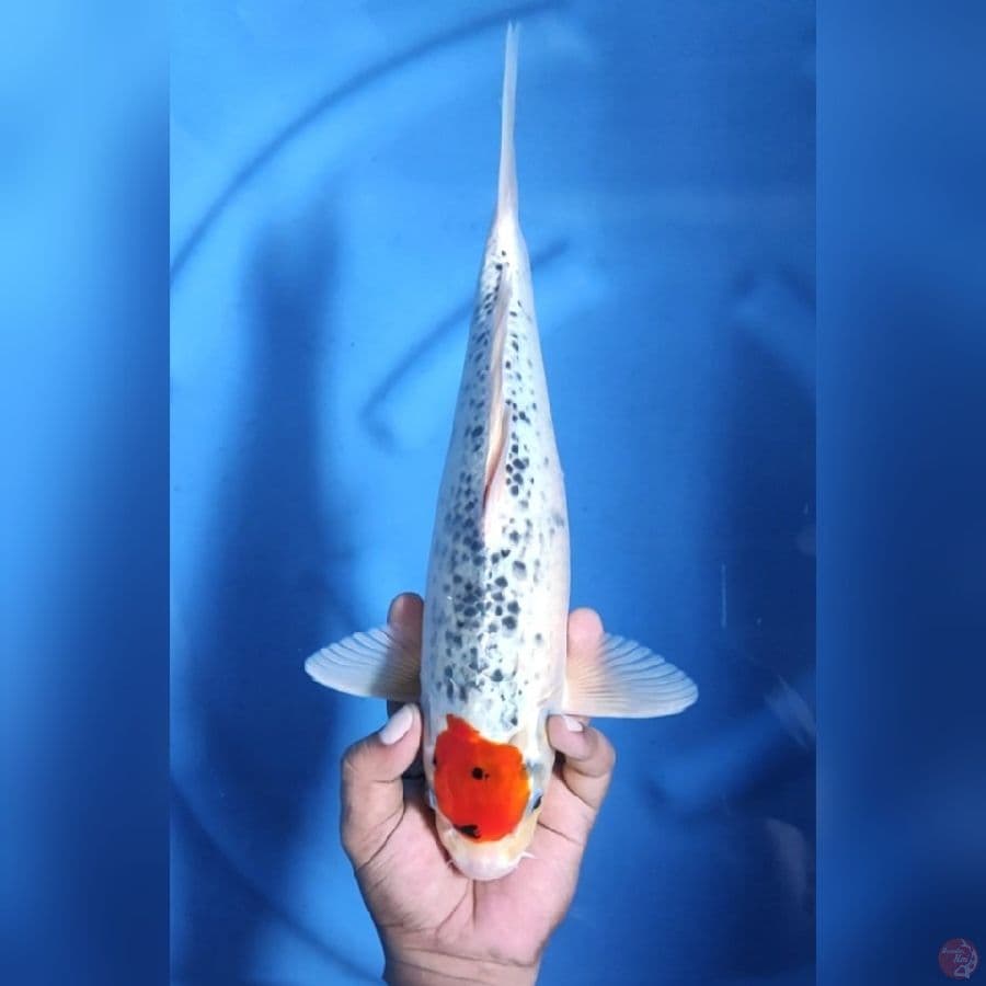 ( 38CM ) TANCHO GHOSIKI ORI - MALE