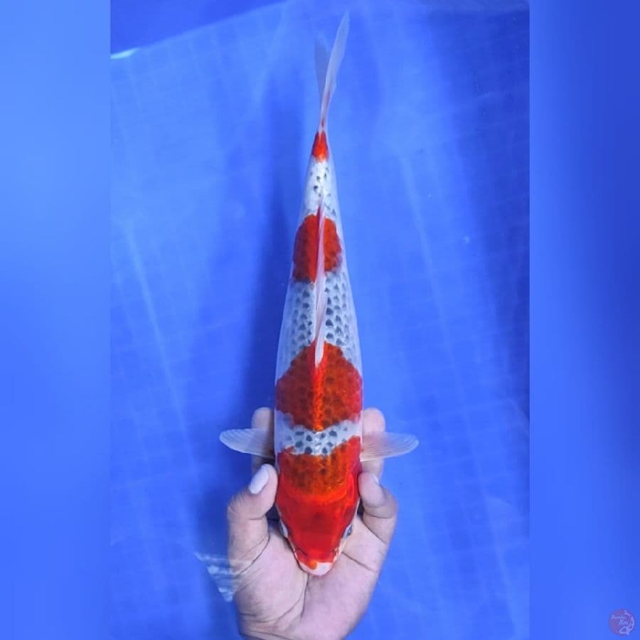 ( 33CM ) RED GHOSIKI 4STEP - FEMALE