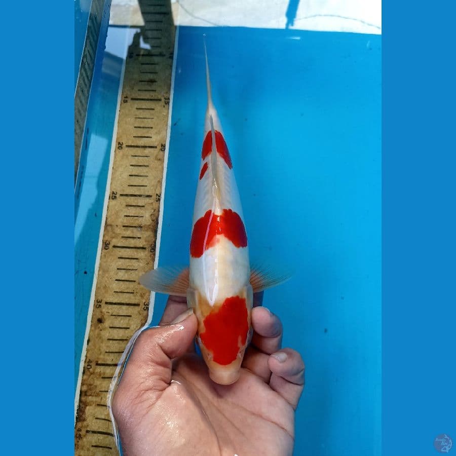 Kohaku doit 28cm male