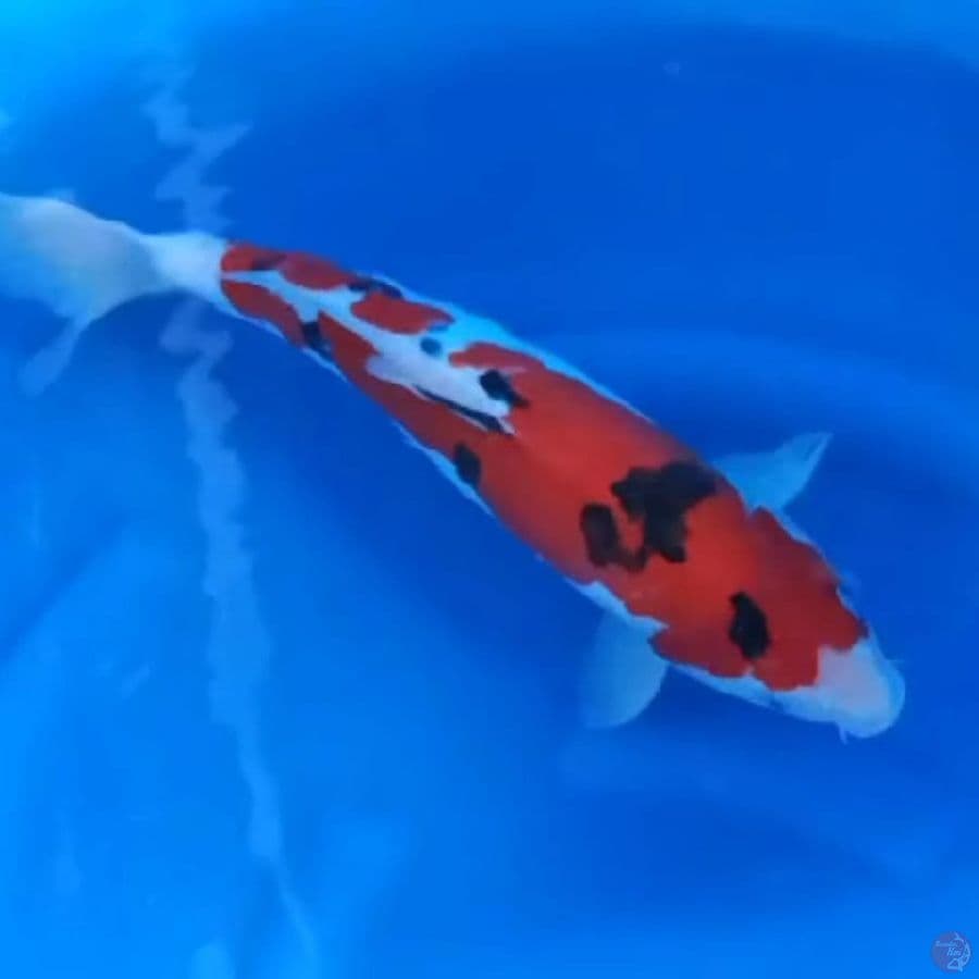 ( 40CM ) SANKE STRONG DOITSUMURNI - MALE