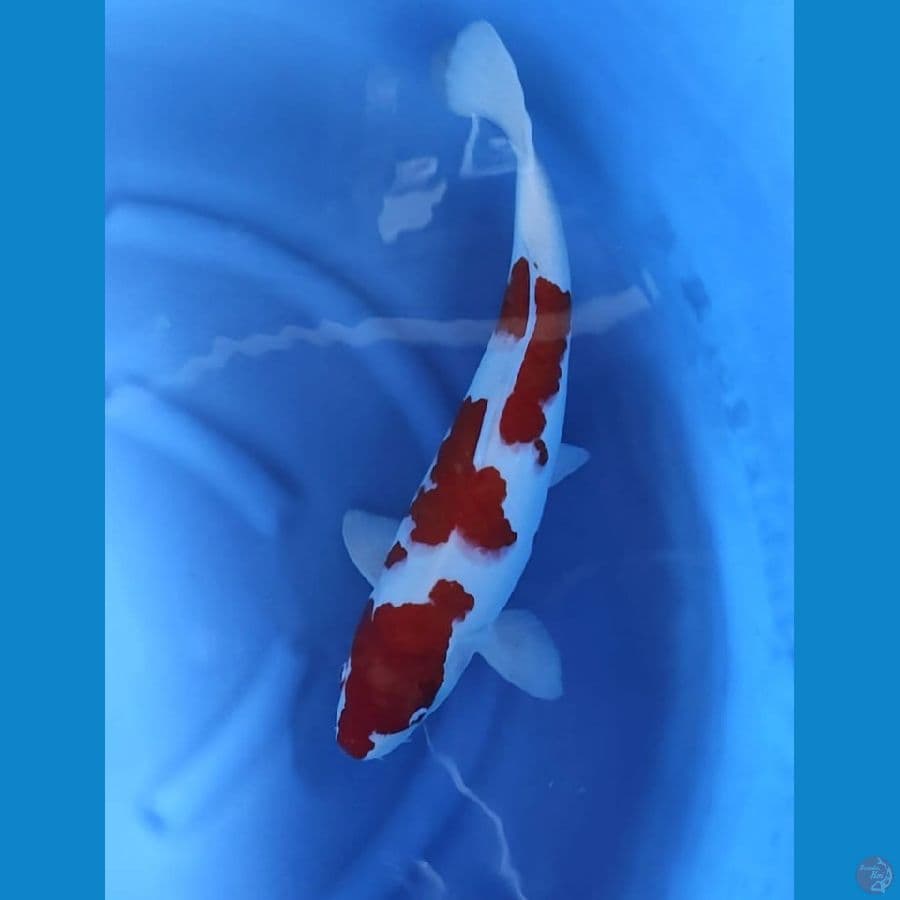 ( 52CM ) JUMBO KOHAKU STRONG - FEMALE