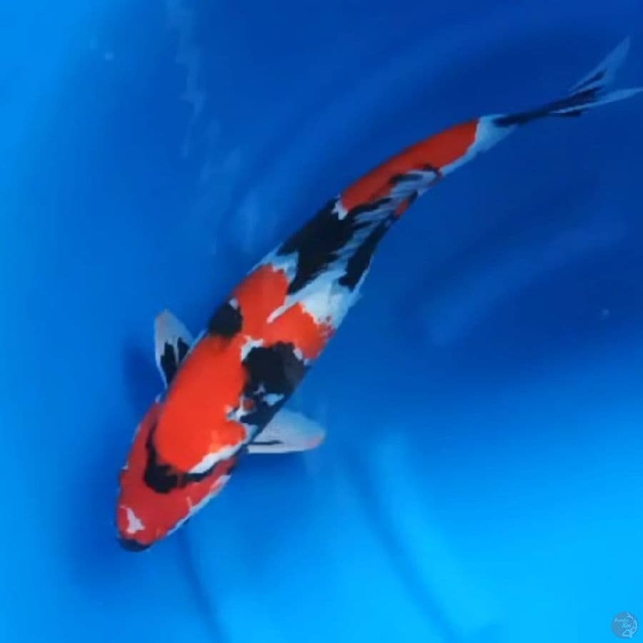 ( 46CM ) JUMBO SHOWA STRONG- FEMALE