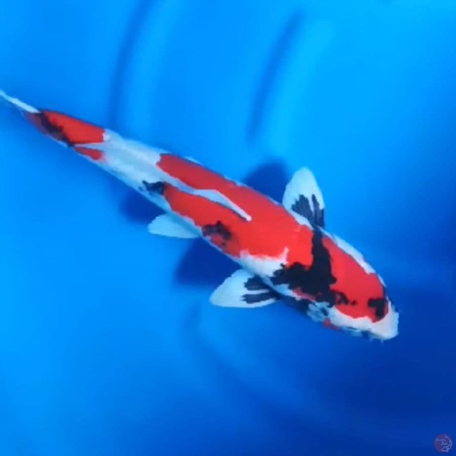 ( 48CM ) KINDAI SHOWA STRONG - FEMALE