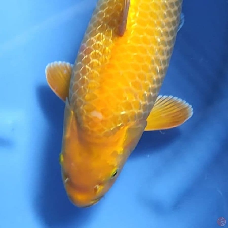 ( 43CM ) KARASHI GINRIN BULKY - FEMALE