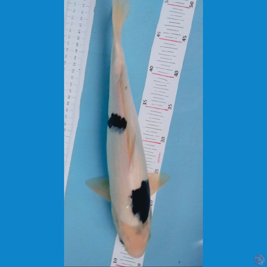shiro 40cm