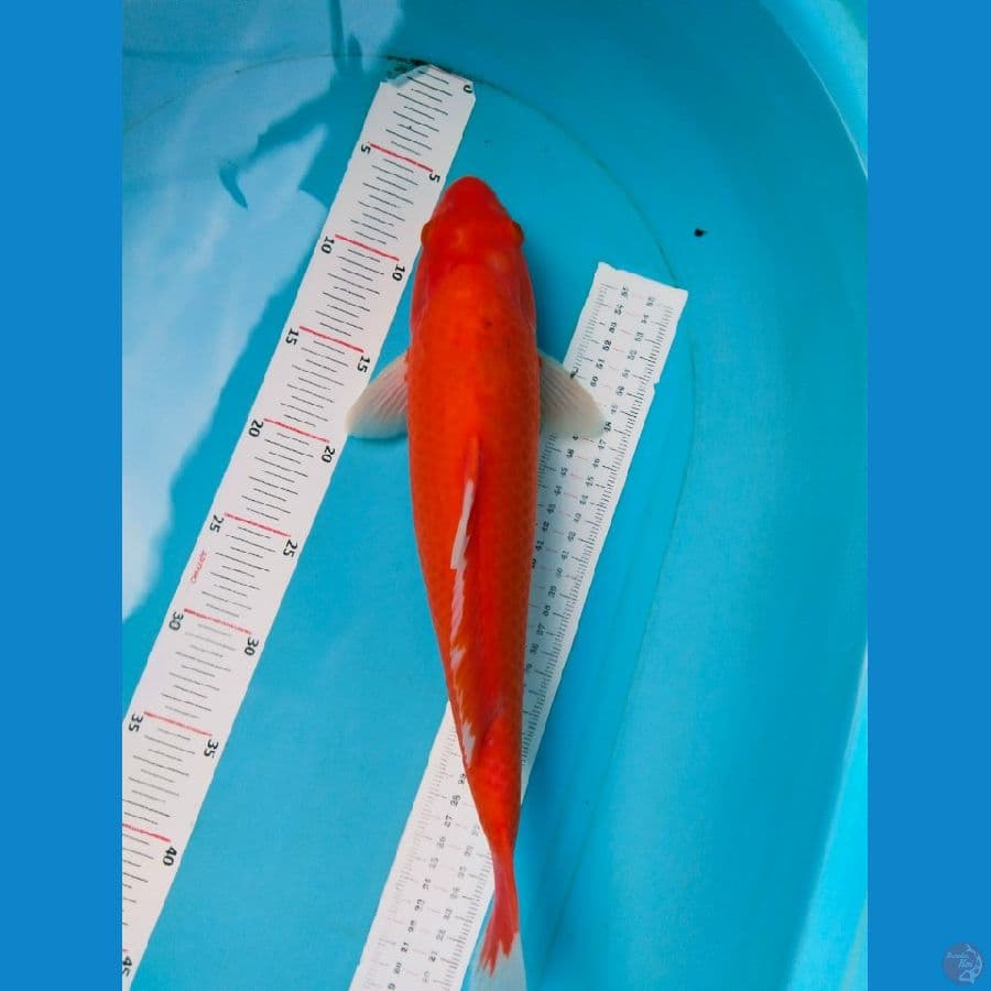 akahajiro 38cm