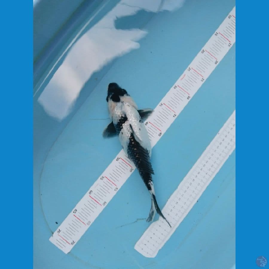 shiro ginrin 30cm